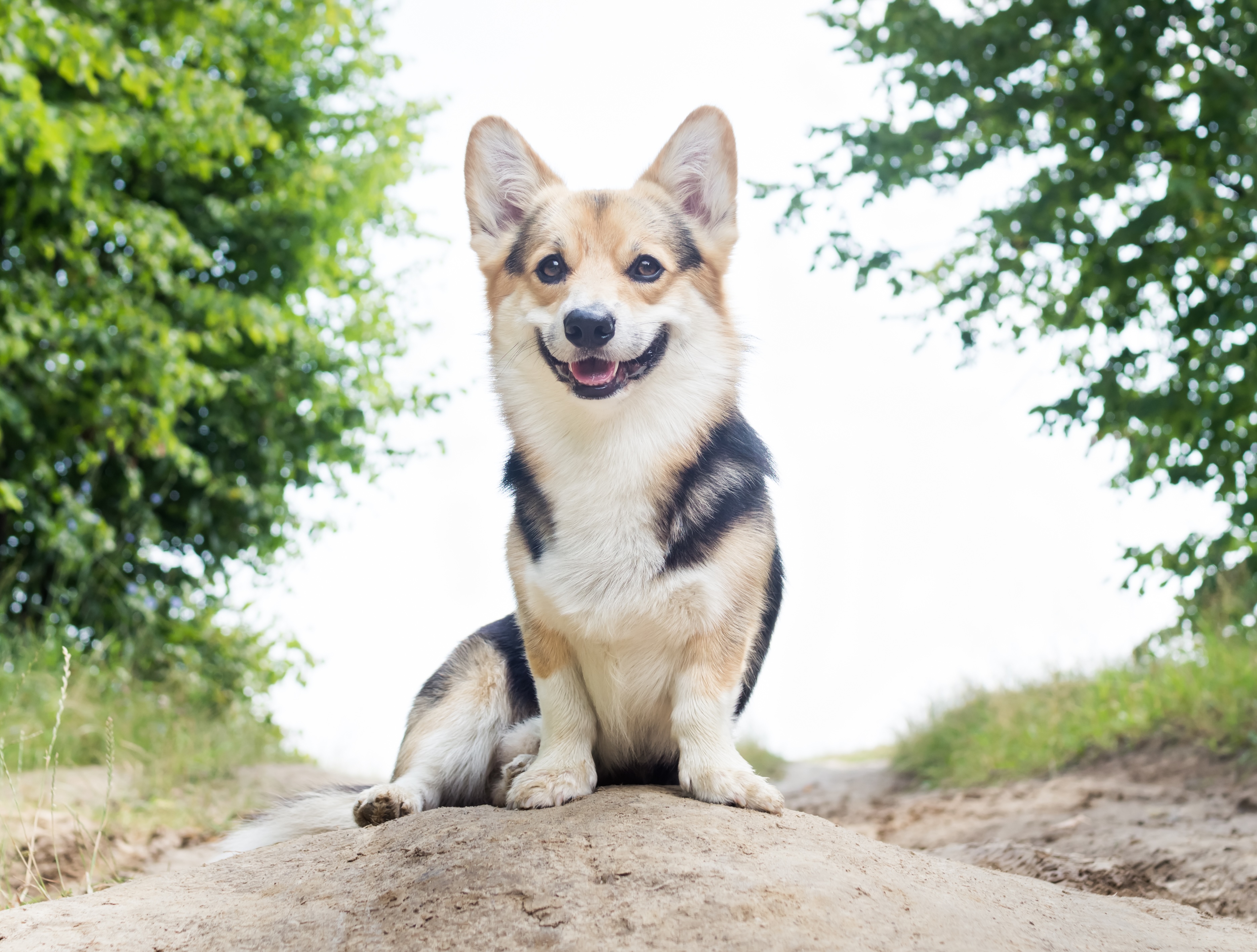 Senior Pet Care 