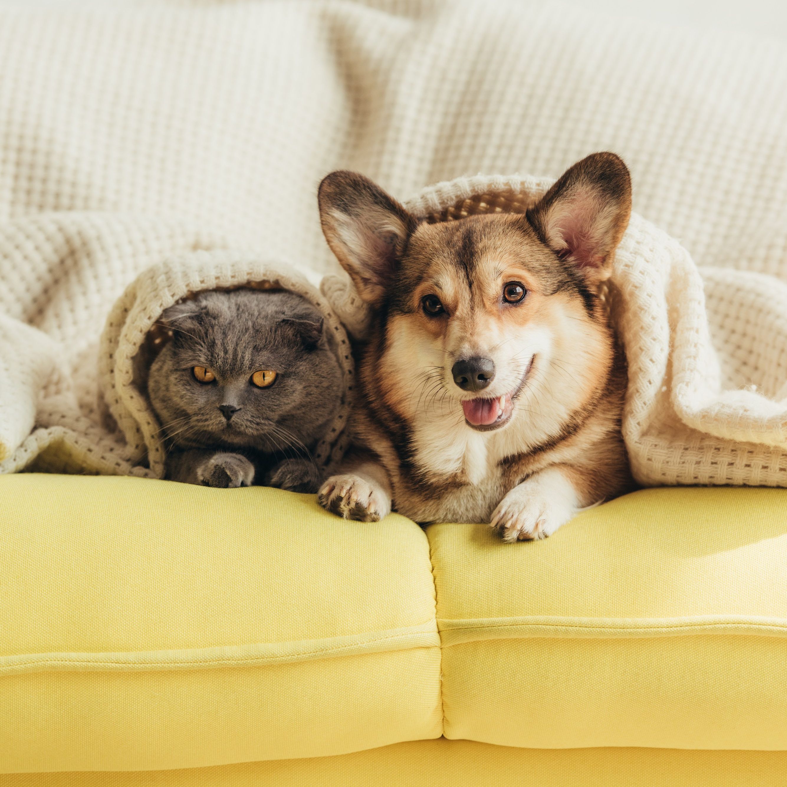 Cat and Dog Snuggled