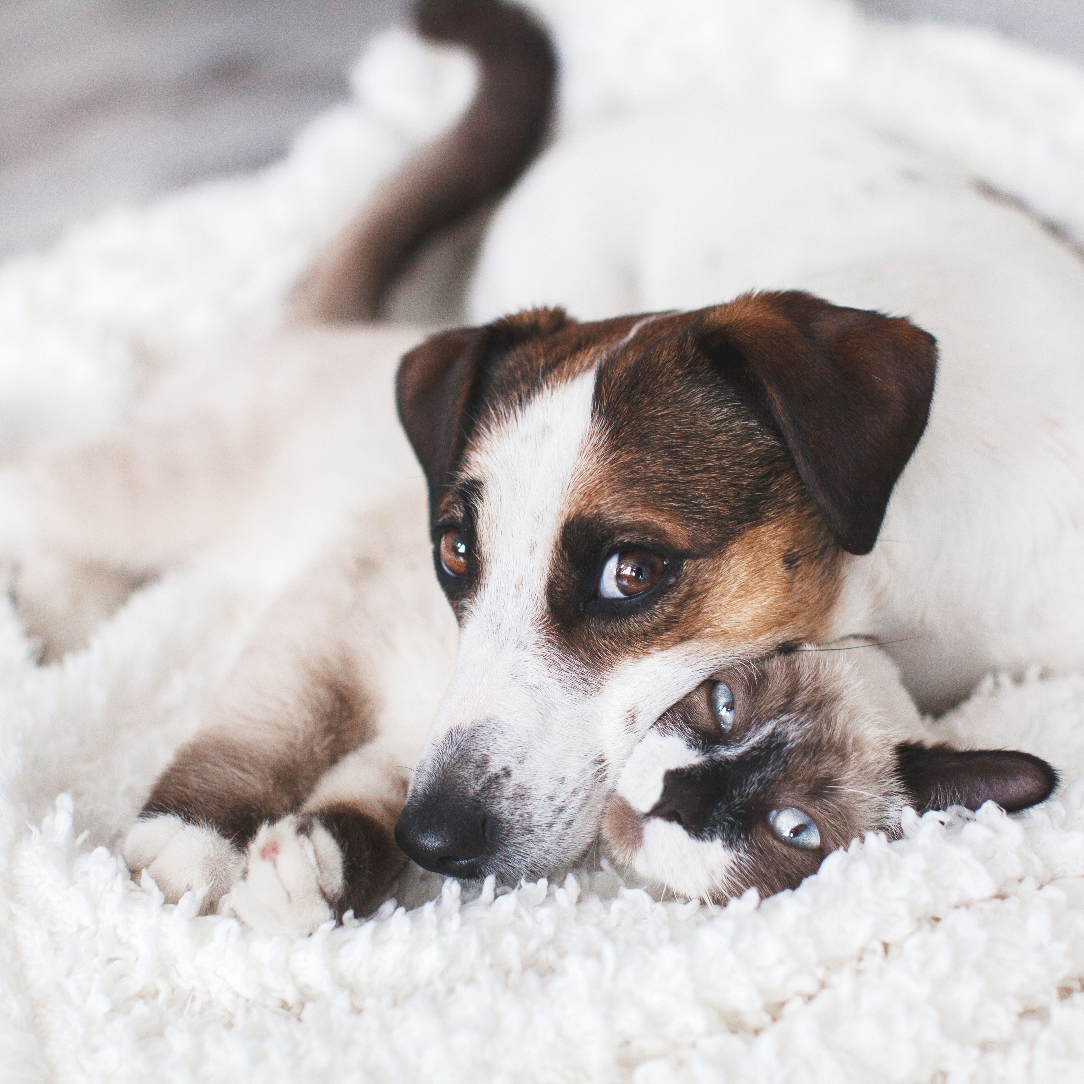 Cat and Dog Snuggled