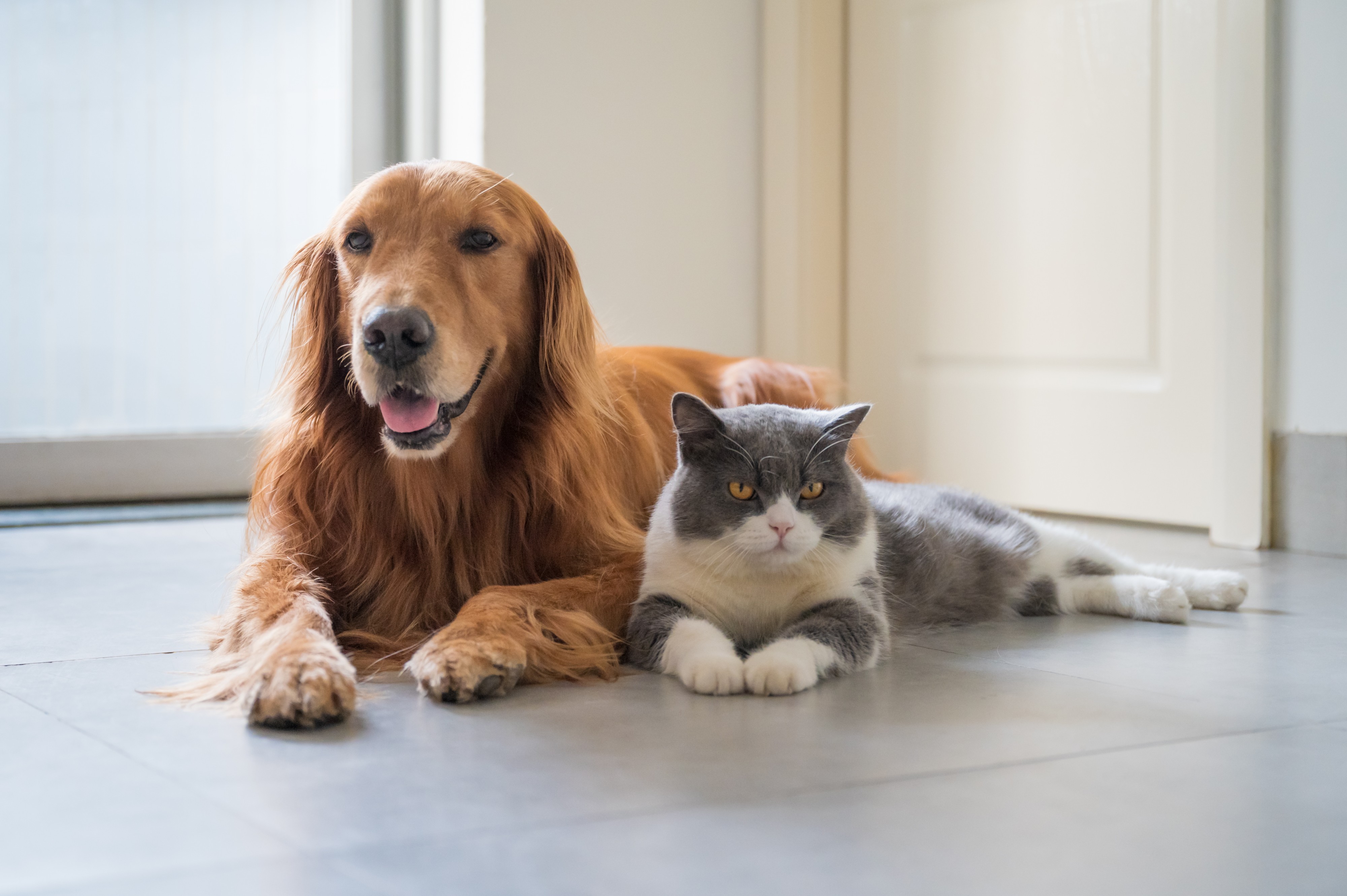 Wellness Exam For Adult Dogs and Cats