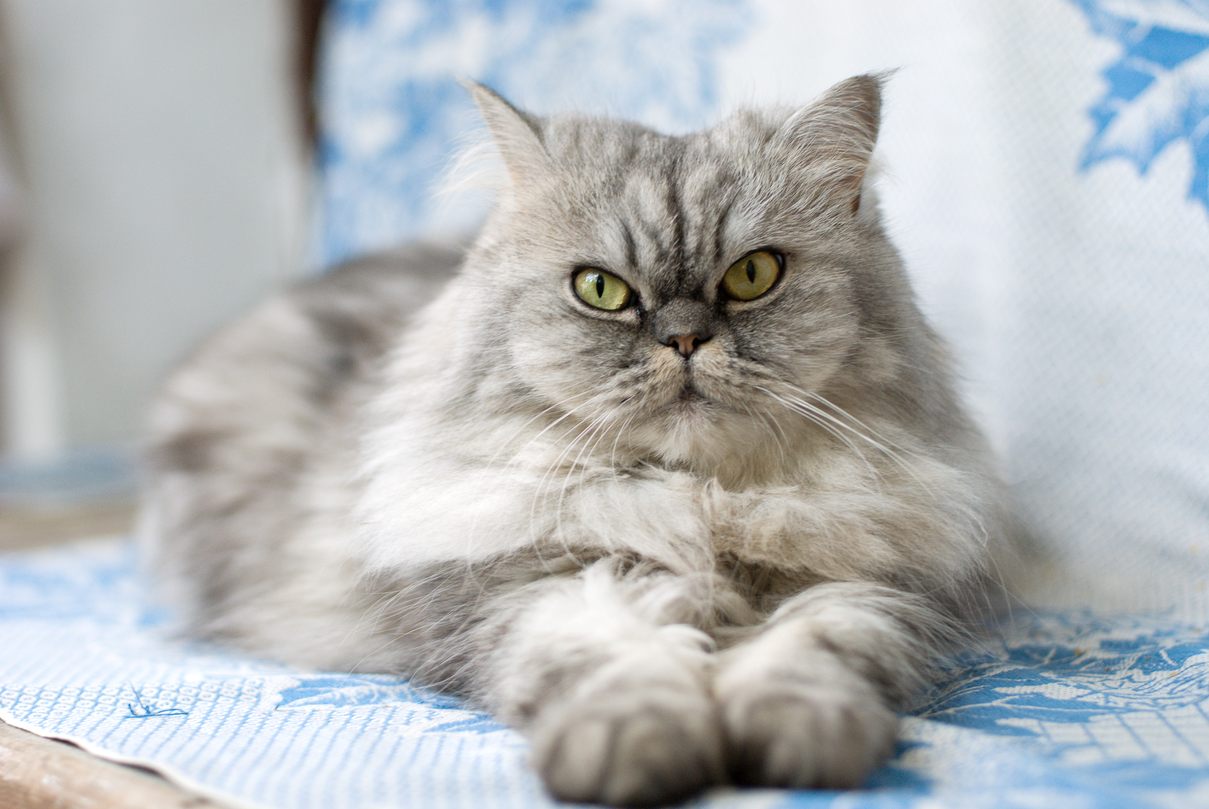Grey Cat