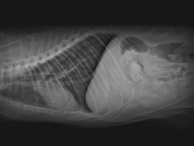 X-Rays