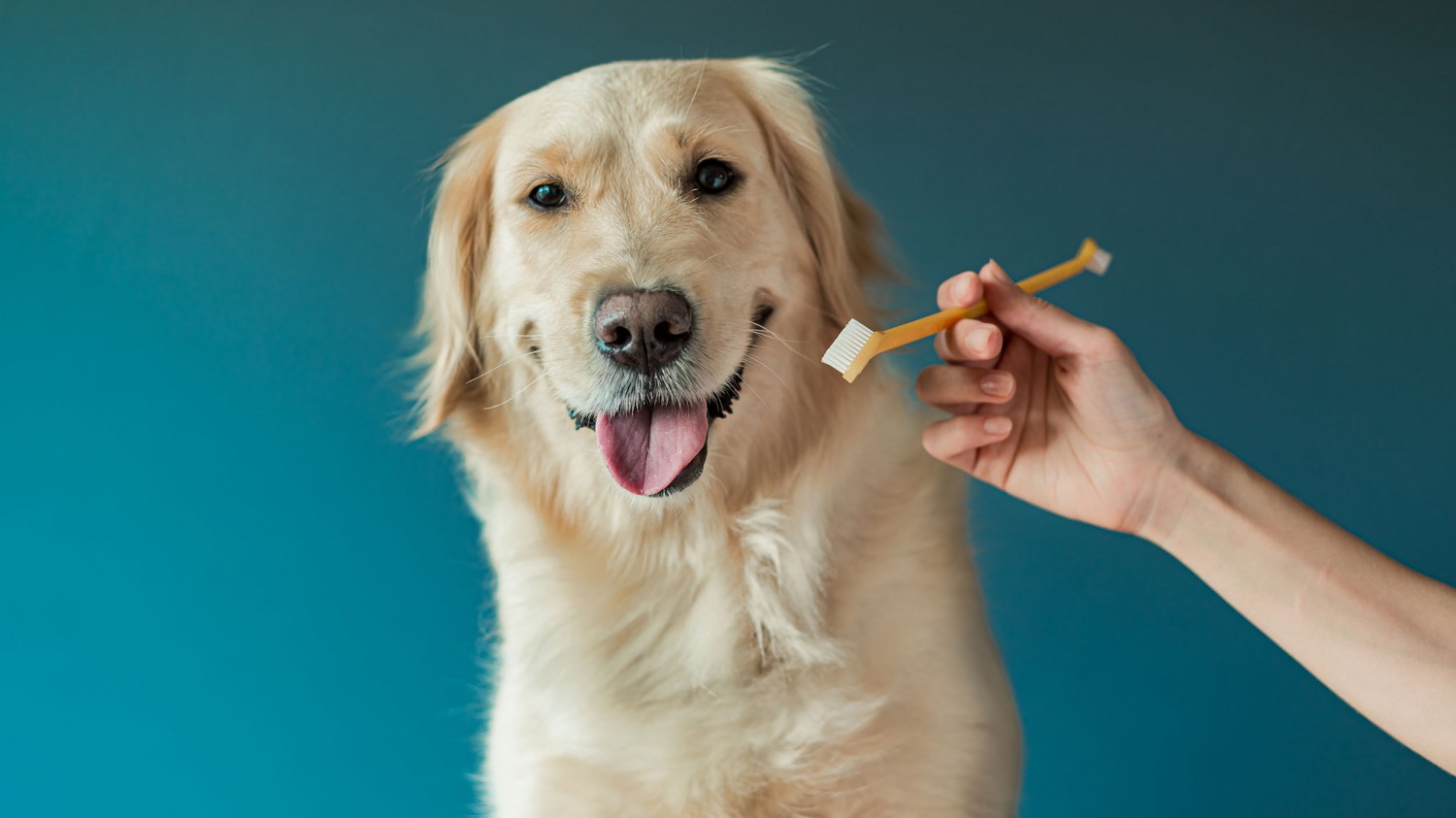 Dog with Toothbrush