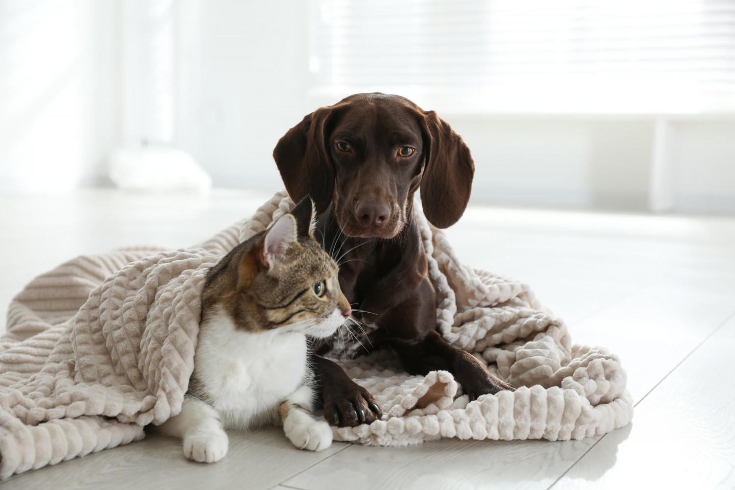 New Puppy Kitten Wellness