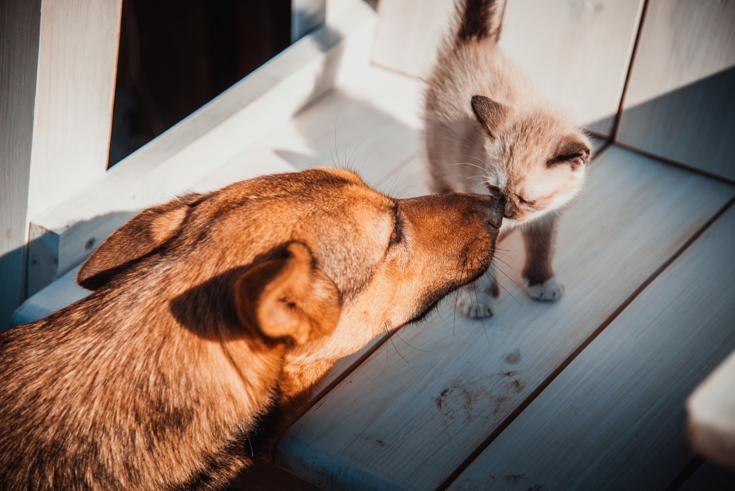 Cat And Dog