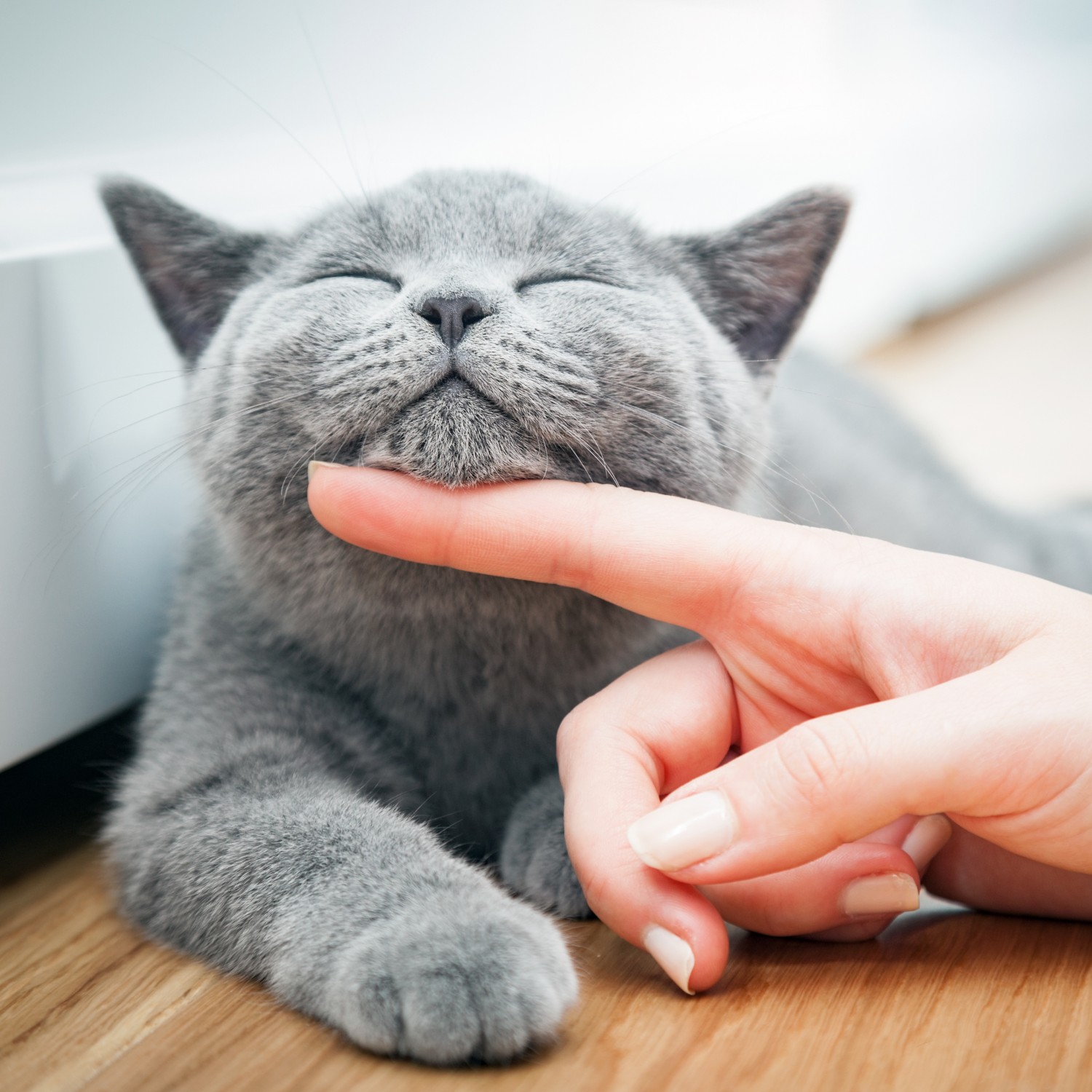 Grey Cat Getting Chin Pet