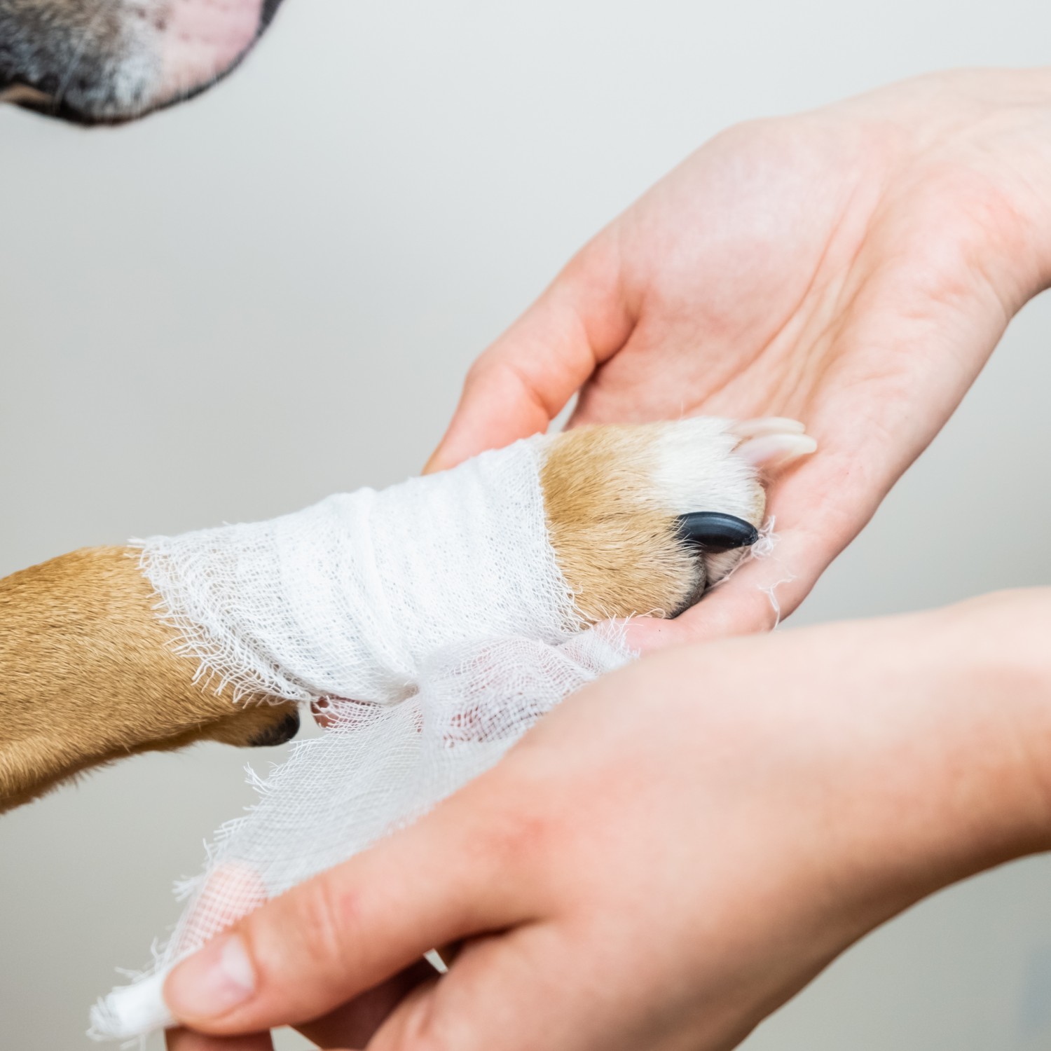 Dog having its paw bandaged