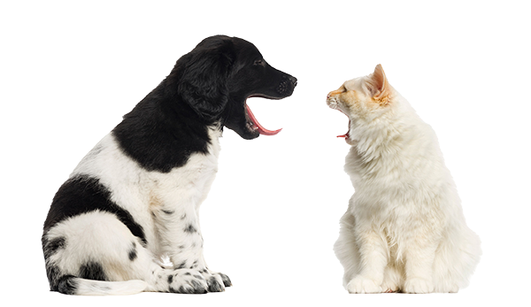 Cat and Dog Yawning