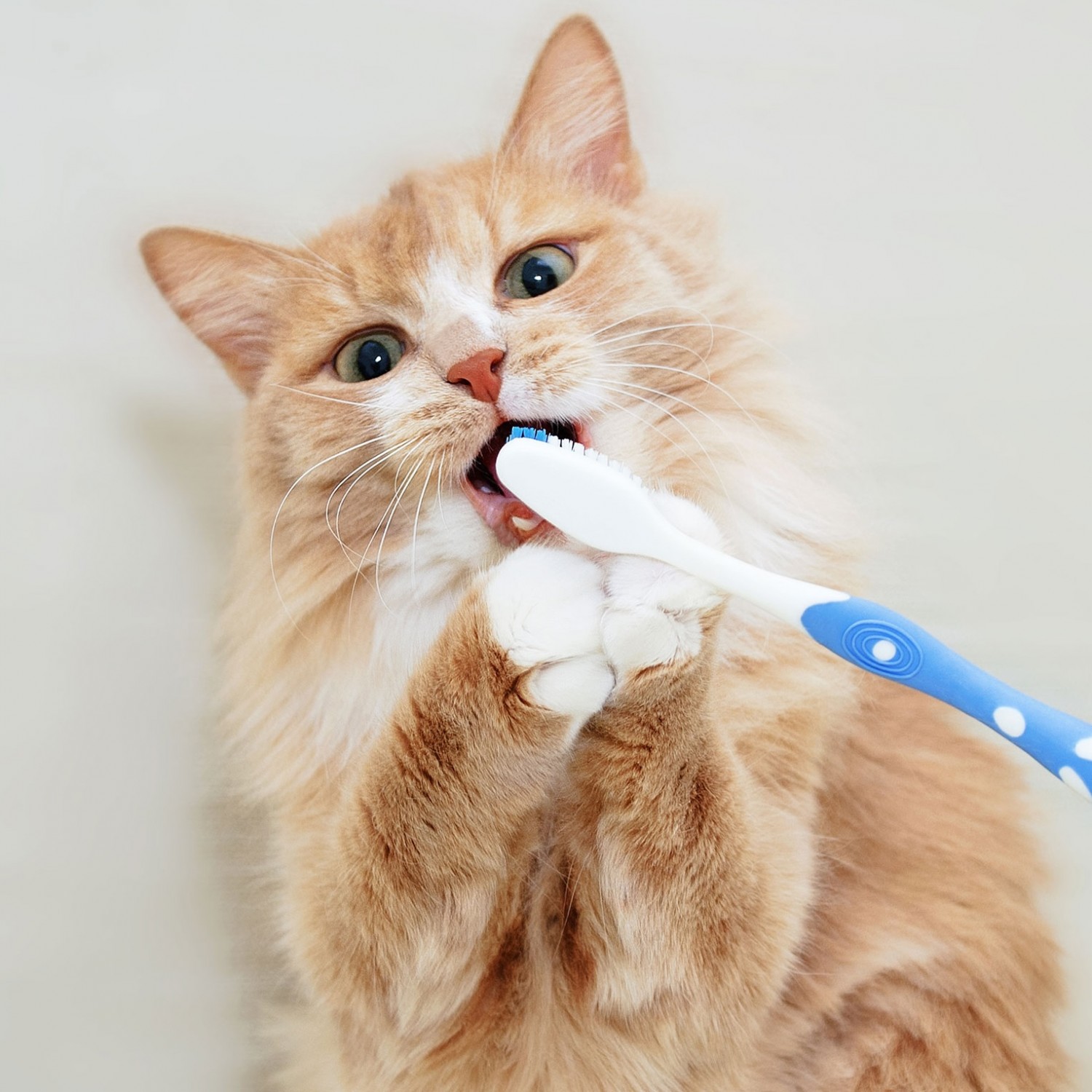Cat with Toothbrush
