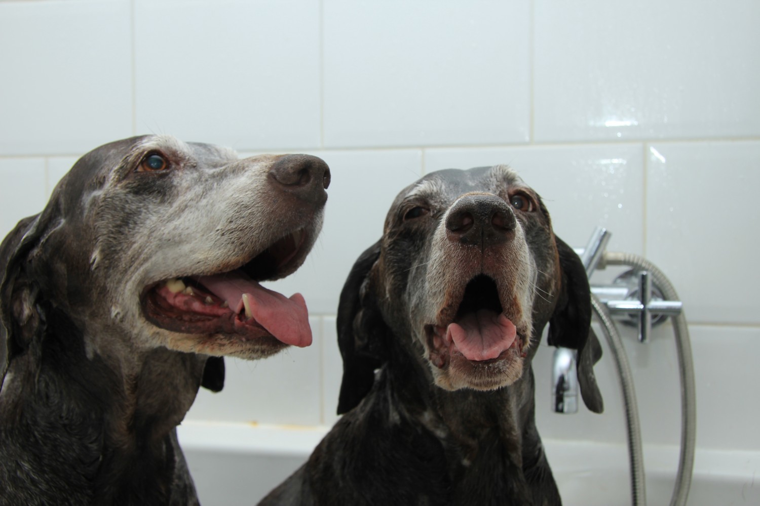 Is Your Dog Slowing Down? Arthritis Signs Tampa Pet Owners Shouldn&rsquo;t Ignore