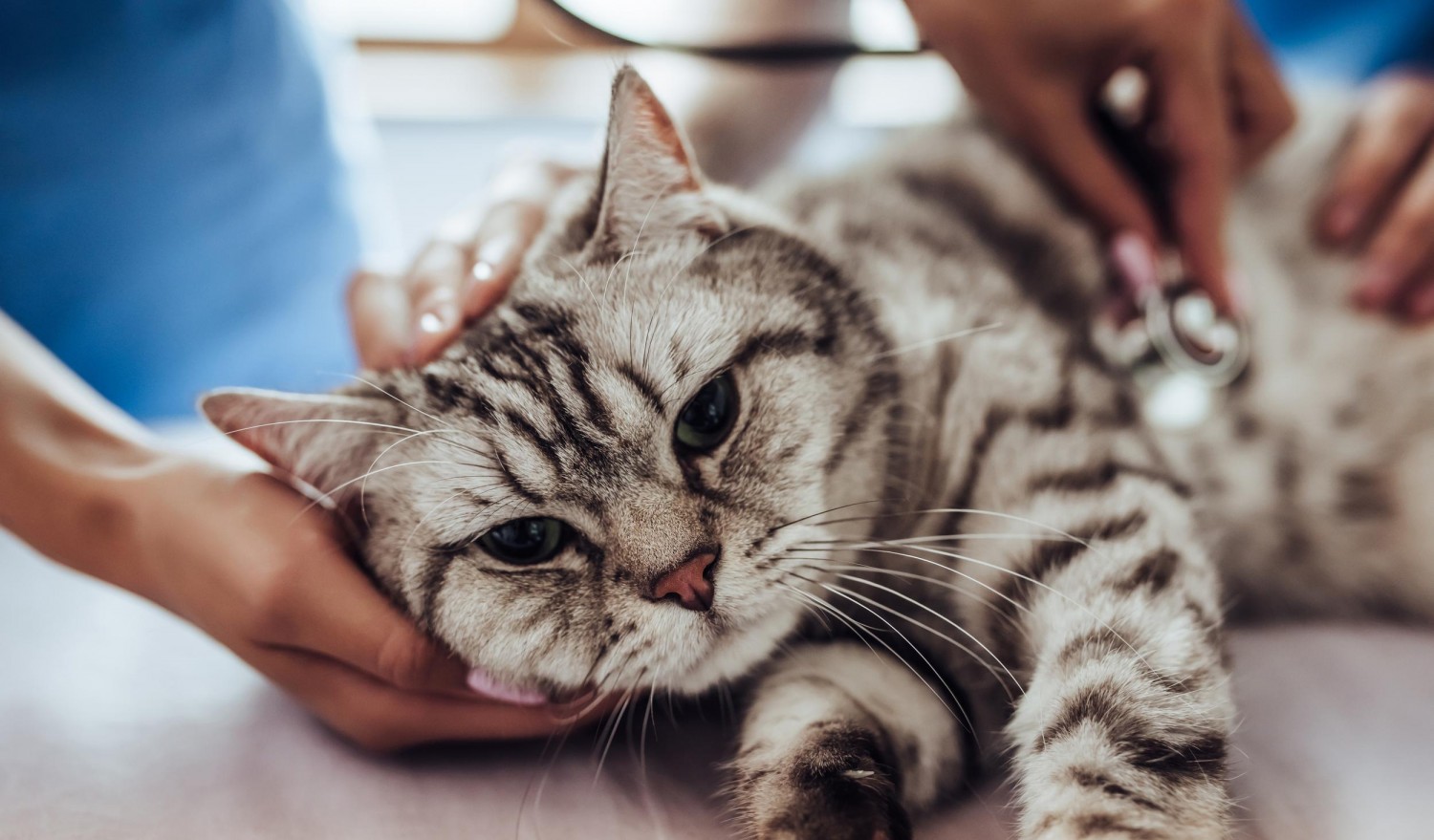 Cat Exam