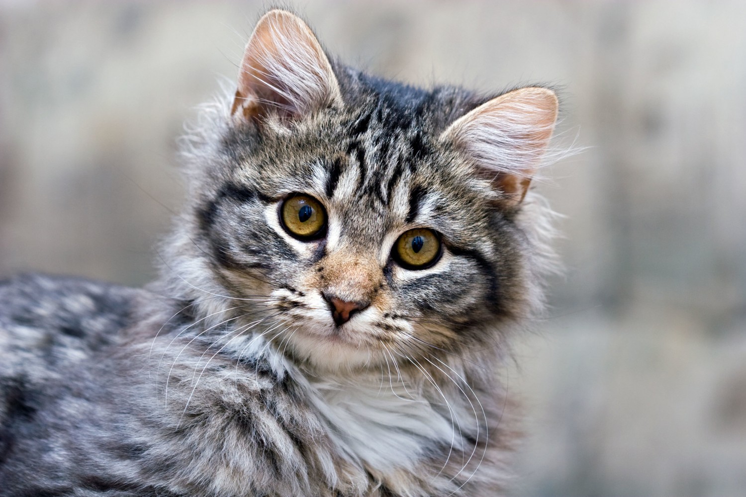 Adult Feline