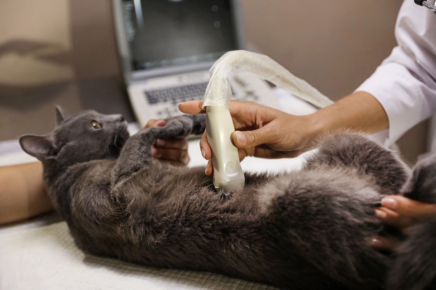 Cat Getting Ultrasound