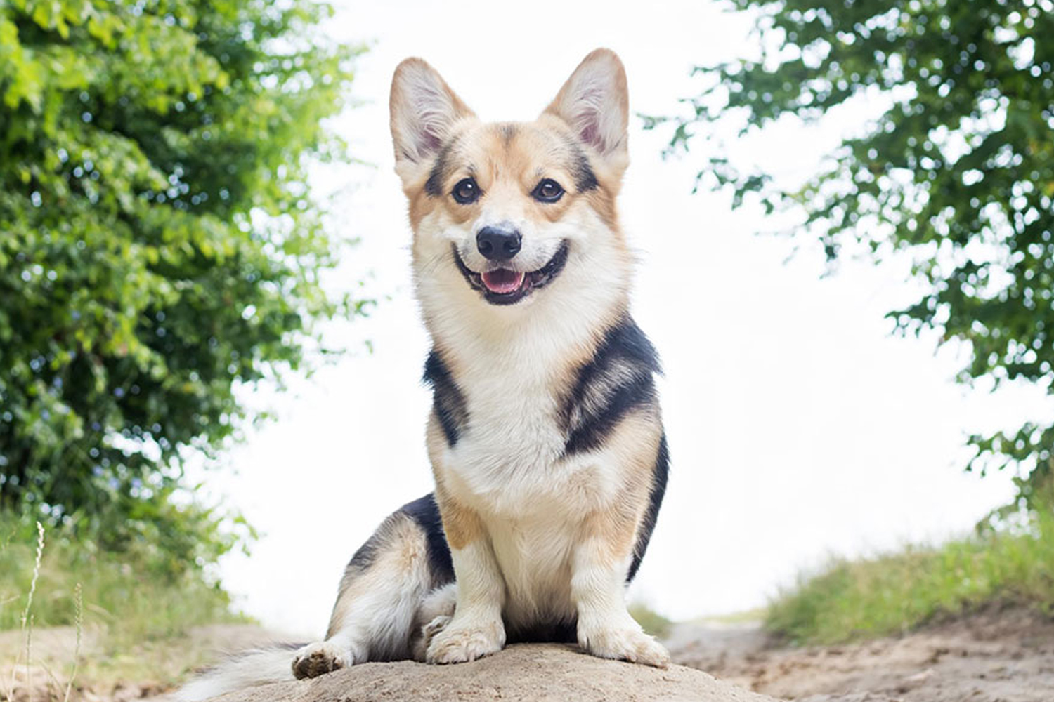 Heartworm Disease: Why Your Pup Needs Protection Year-Round