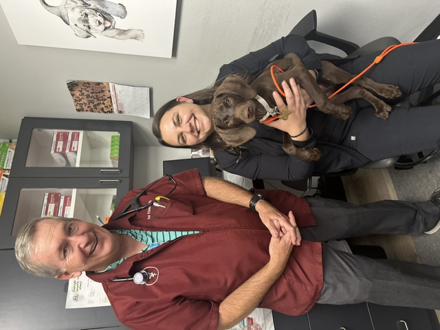 Staff Holding Dog