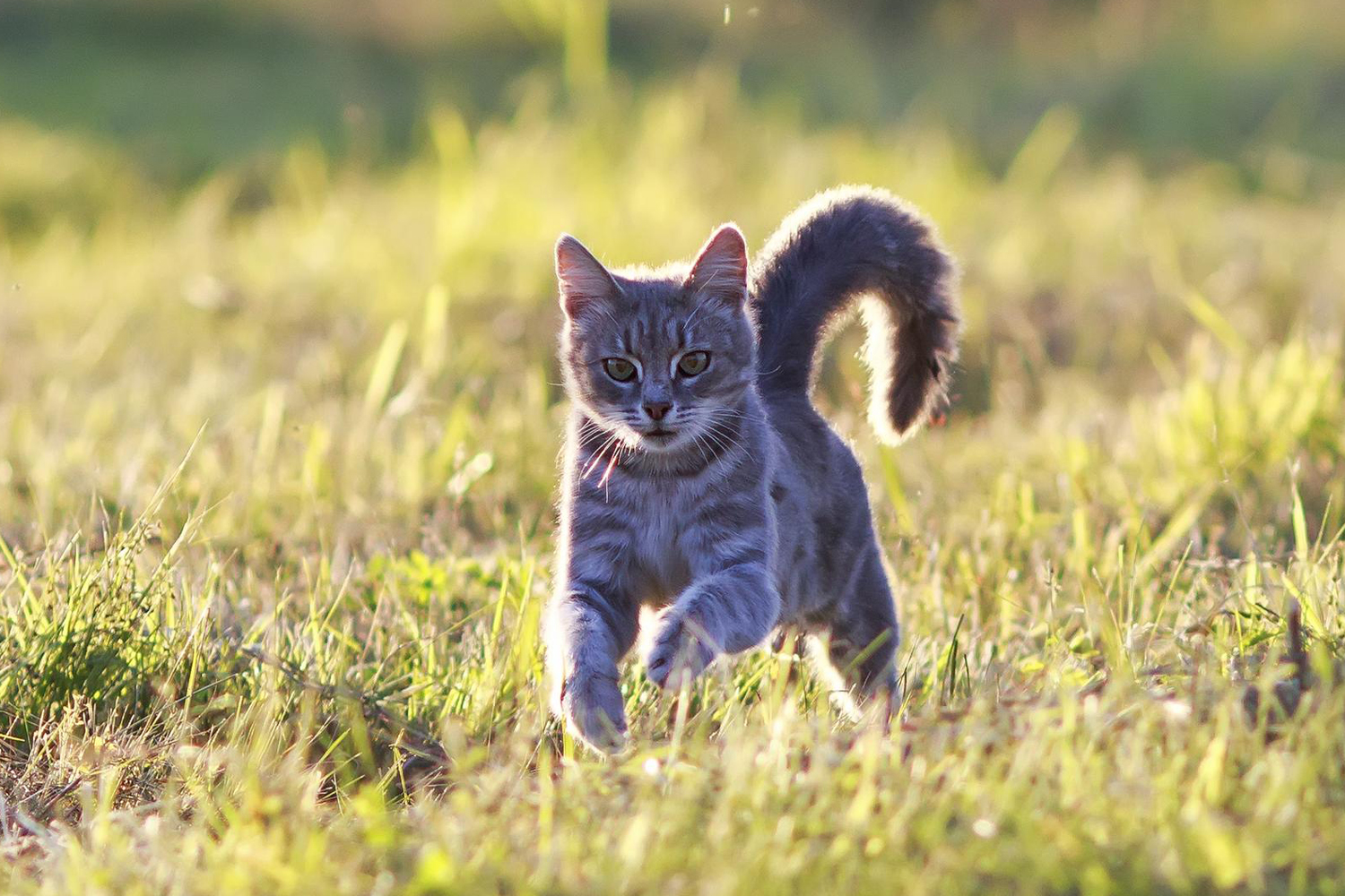 Microchipping: What The Heights Veterinary Team Recommends and Why