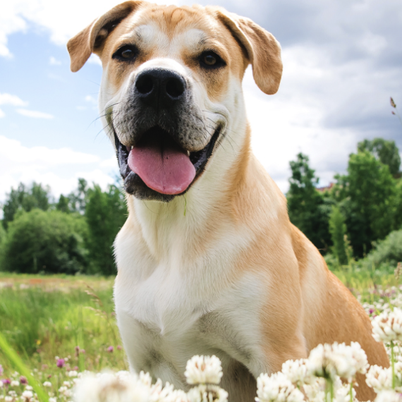 Heartworm Prevention and Treatment
