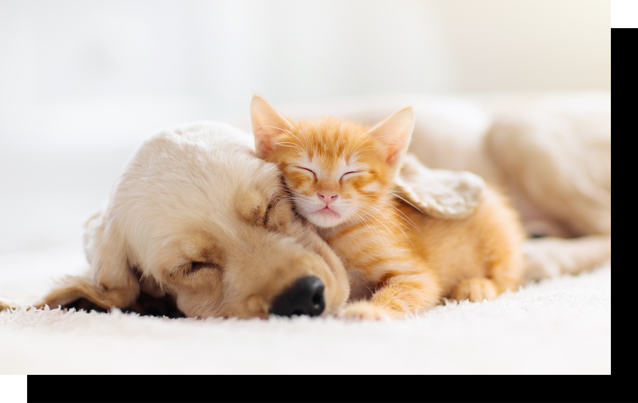 Dog and Cat Cuddling