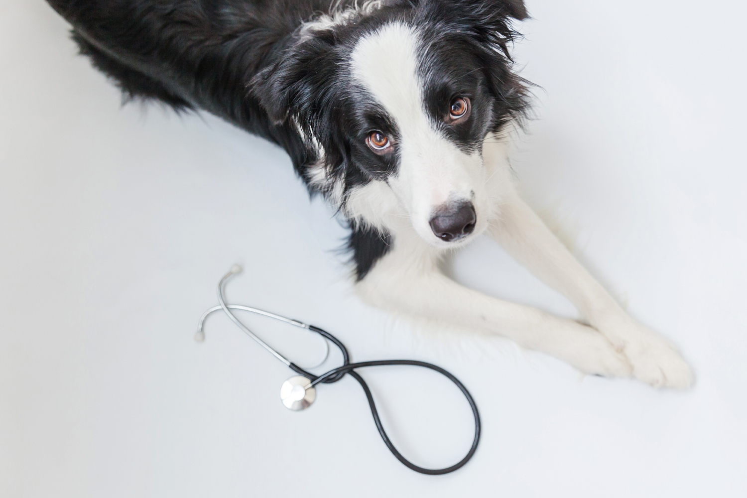 When to See the Vet: 10 Signs It’s Time for a Checkup