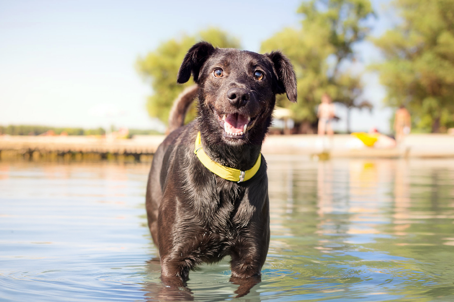 Summer Pet Safety in Tampa: Tips to Keep Your Dog or Cat Safe All Season Long