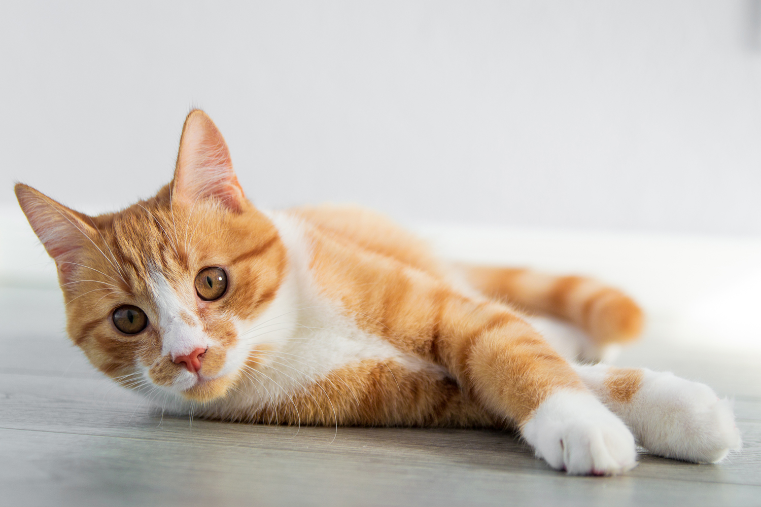 Why Is My Cat Suddenly Peeing Outside the Litter Box?