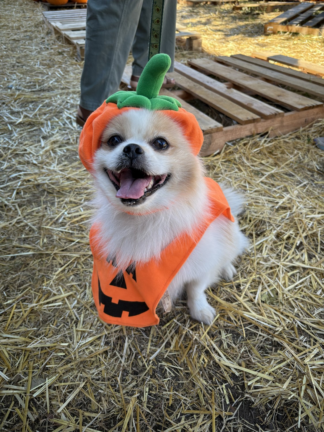 2025 Halloween