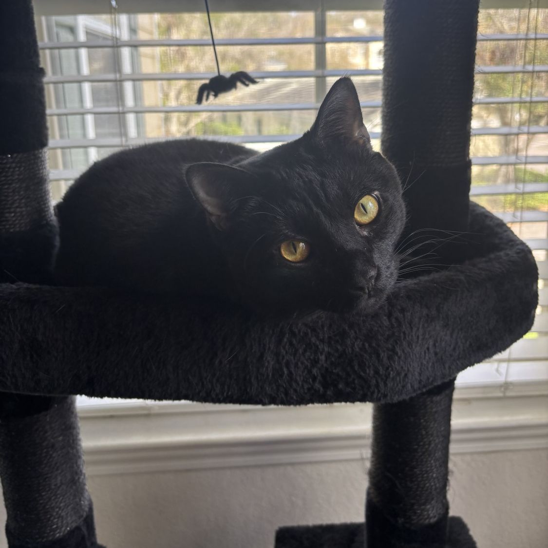 Victoria - Veterinary Technician